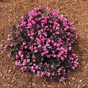 Bloom Where You're Planted: Transform Your Space with Bill Martin's Nurseryland