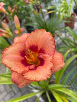 Bloom Where You're Planted: Transform Your Space with Bill Martin's Nurseryland